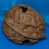 Reptiles Walnut Hideout 17cm
