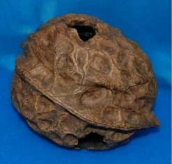 Reptiles Walnut Hideout 17cm