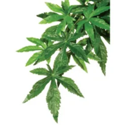 Exo Terra Abutilon Silk Jungle Plant Large