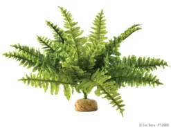 Exo Terra Terrarium Rainforest Medium Boston Fern