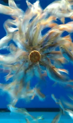 JBL NovoTab Aquarium Fish Food 150g 5 JBL NovoTab Aquarium Fish Food 150g -Fish Aquarium Supplies Store 62089 7