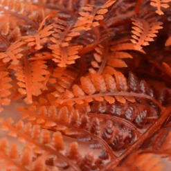 Fish Aquarium Supplies Store -Fish Aquarium Supplies Store autumn fern close up