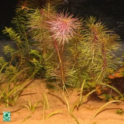 JBL Sansibar Orange Fine Aquarium Sand Substrate 10kg