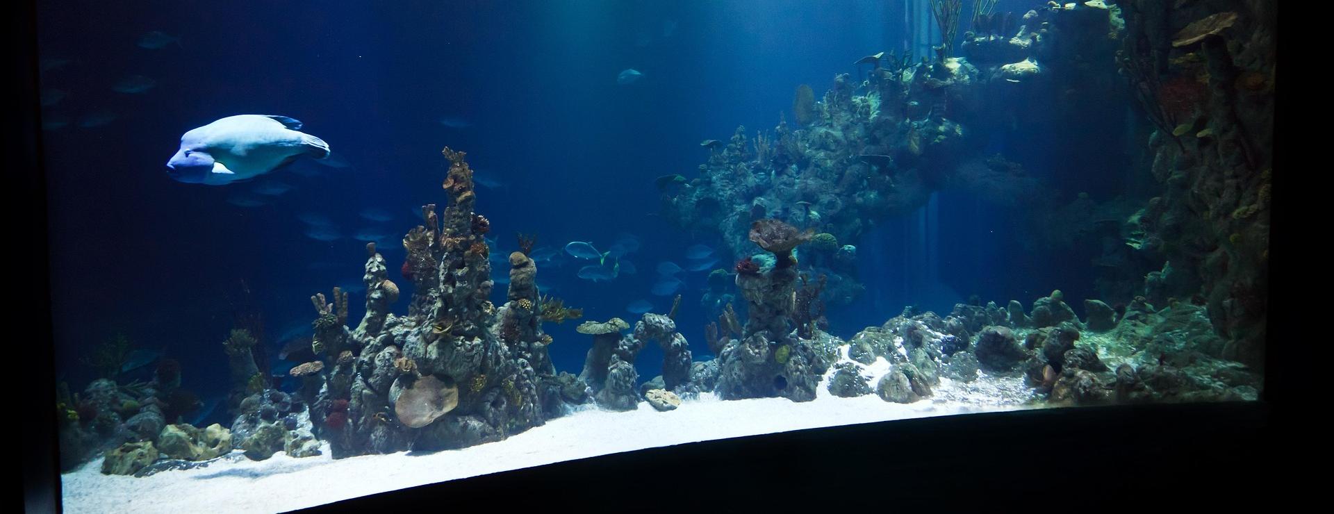 Fish Aquarium Supplies Store -Fish Aquarium Supplies Store animal 20919 1920